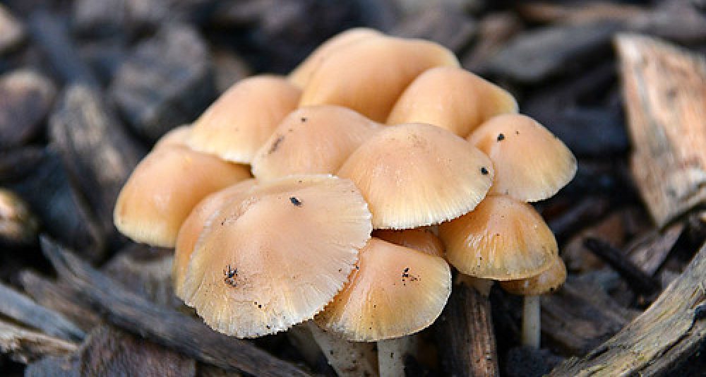 Hallucinogenic Mushrooms
